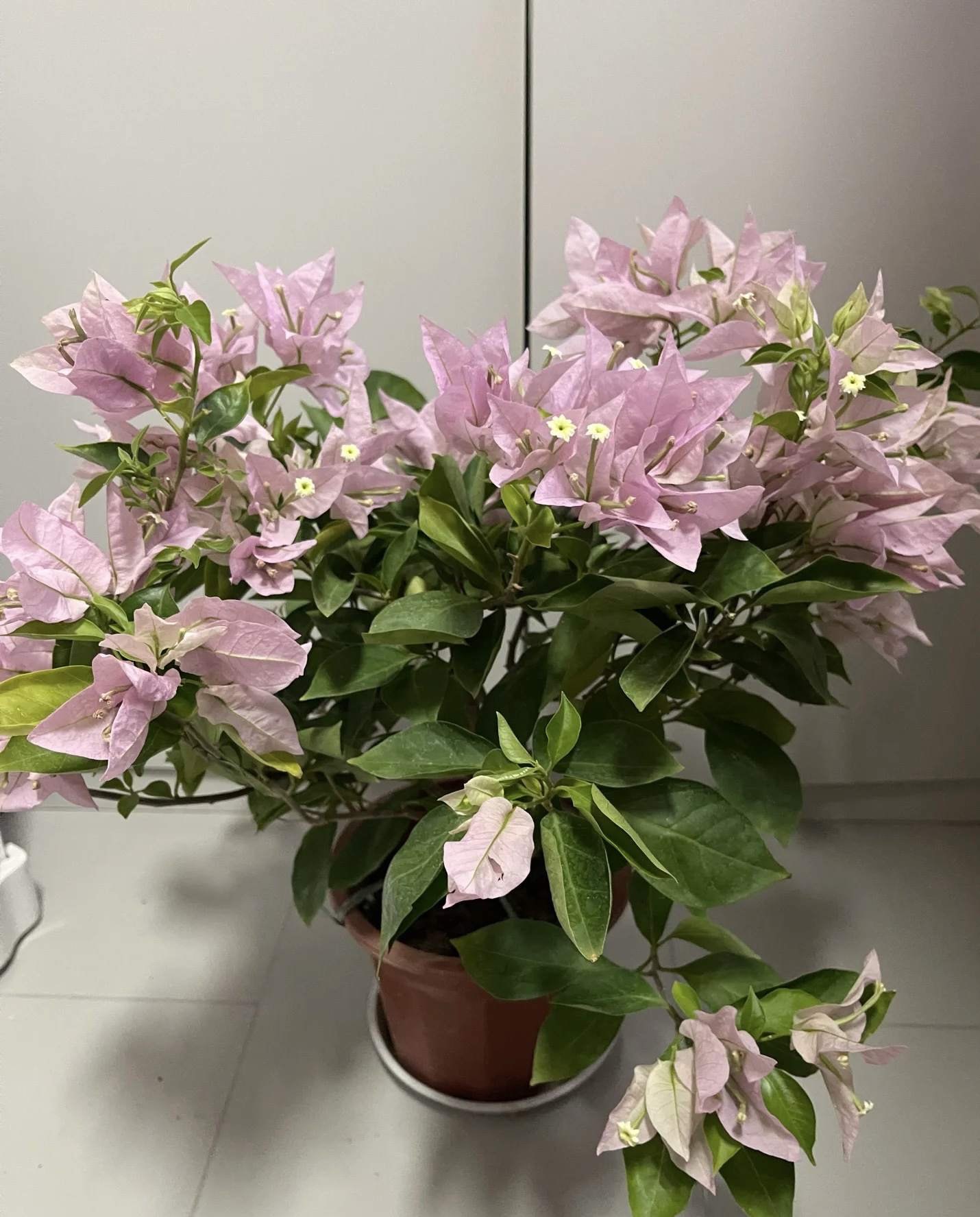 新加坡大宫粉三角梅淡雅清新好养耐干旱阳台庭院