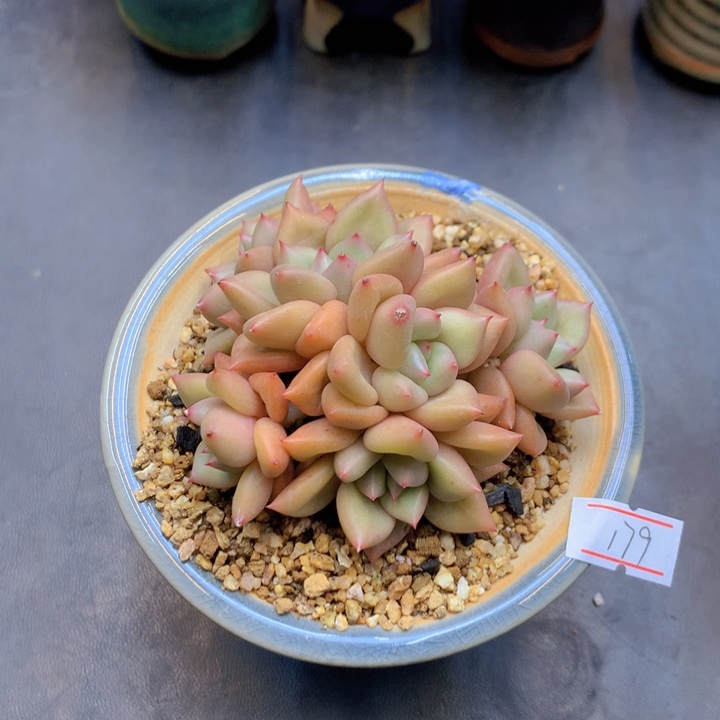 一物一拍满30包邮 179