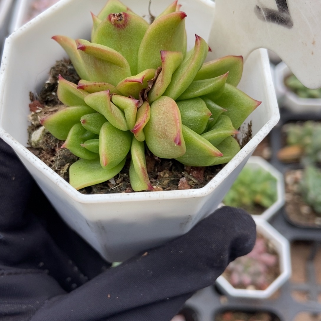 965玛利亚锦多肉植物保护