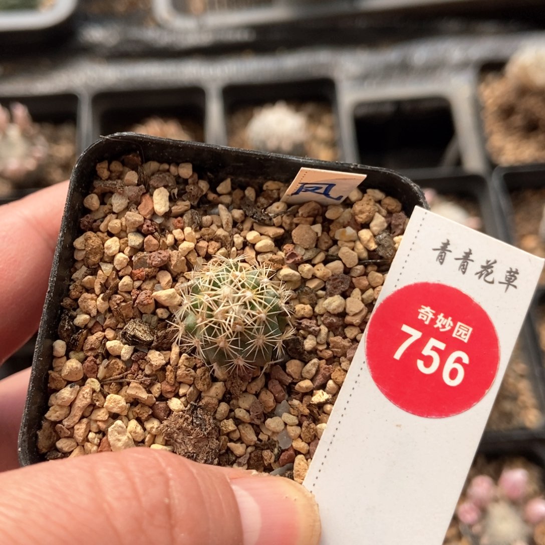 实生顶花凤舞1.5cm