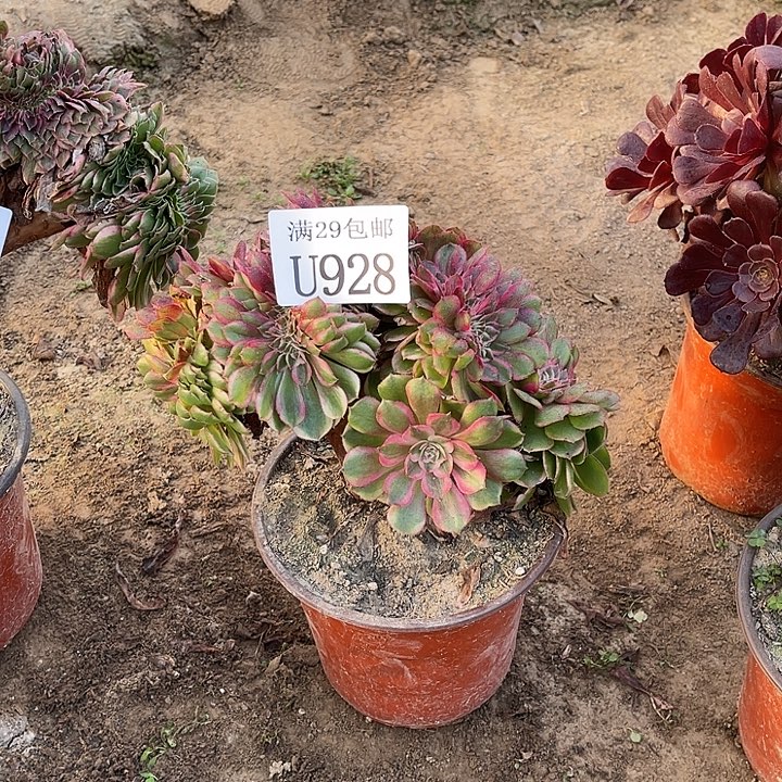 一****928荔枝缀    多肉植物       