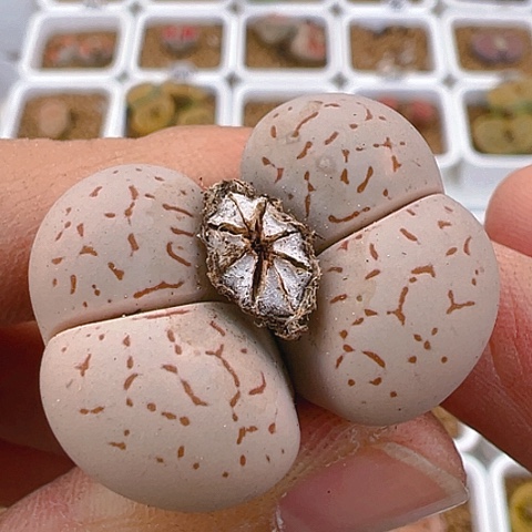 【闪购商品】20446