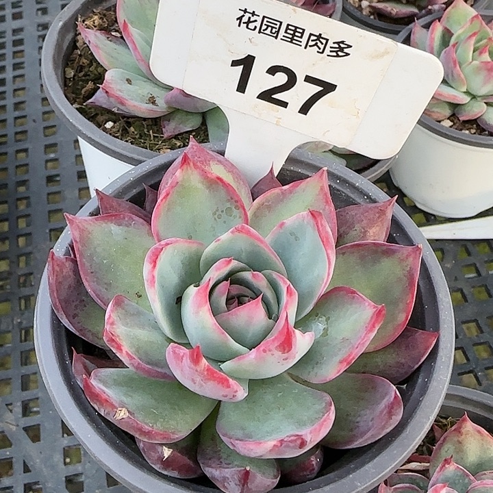 127惊鸿仙子多肉植物6-9cm