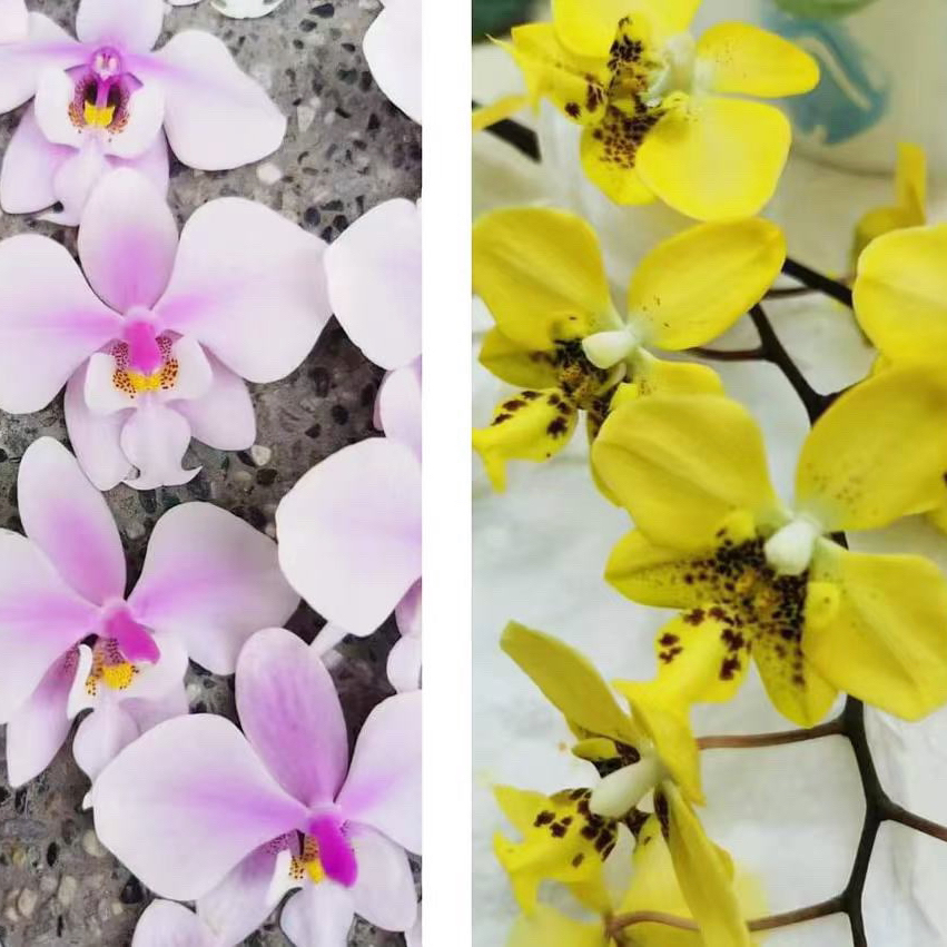 花农杰哥原生种蝴蝶兰西交黄史