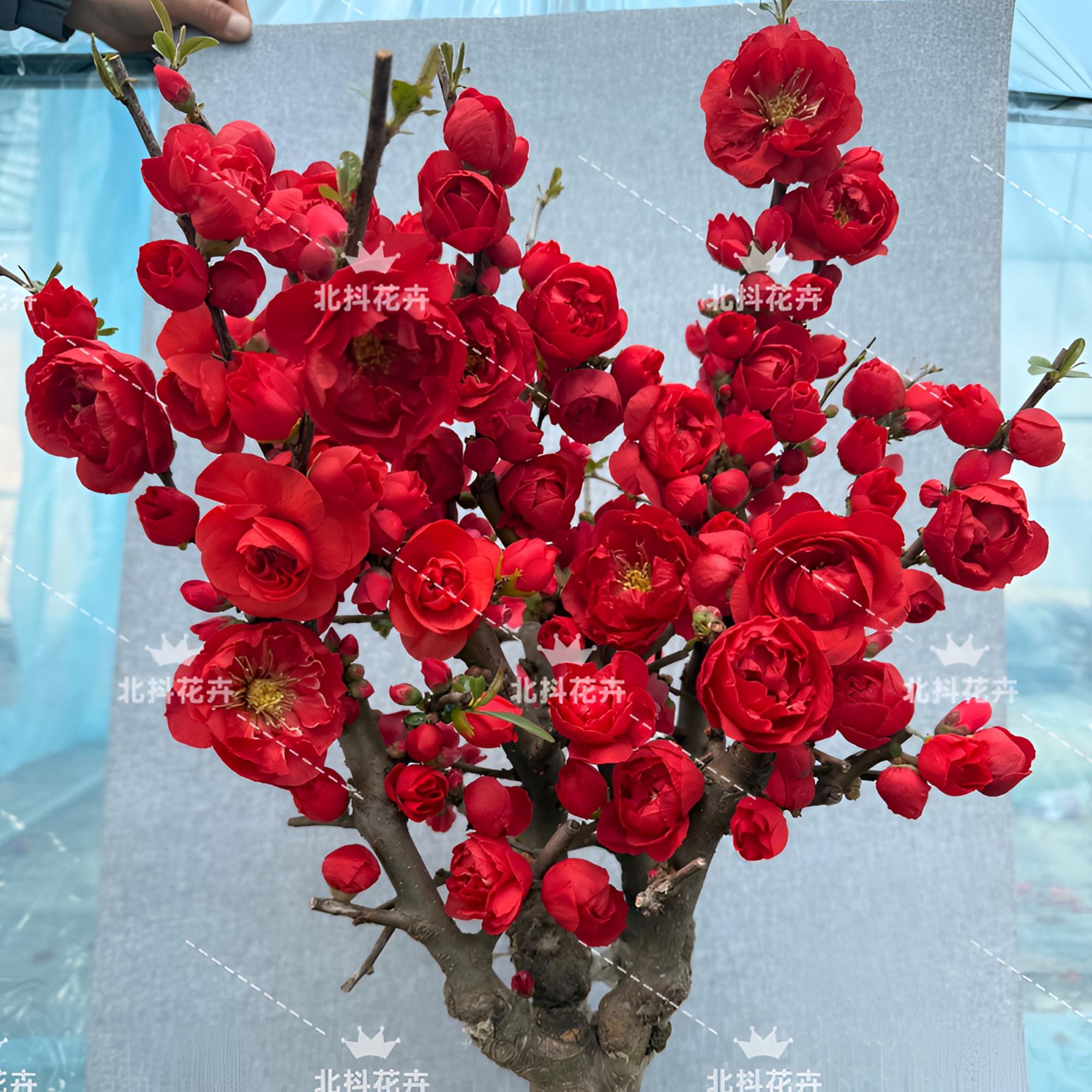 精品8年老桩【玫瑰之约】海棠 耐寒年宵花带花芽 南北方种植