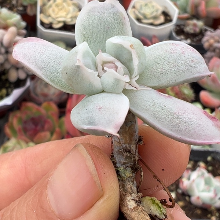 虾饺锦多肉植物杂