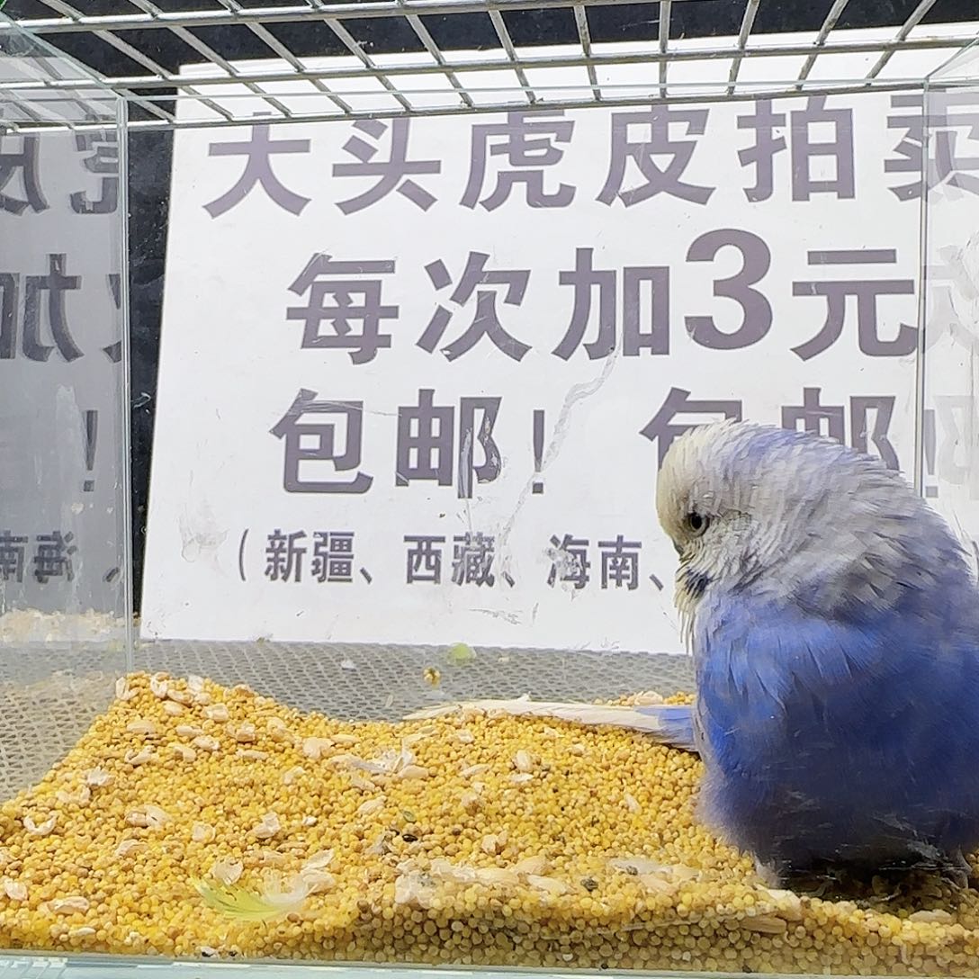 虎皮鹦鹉大头鹦鹉