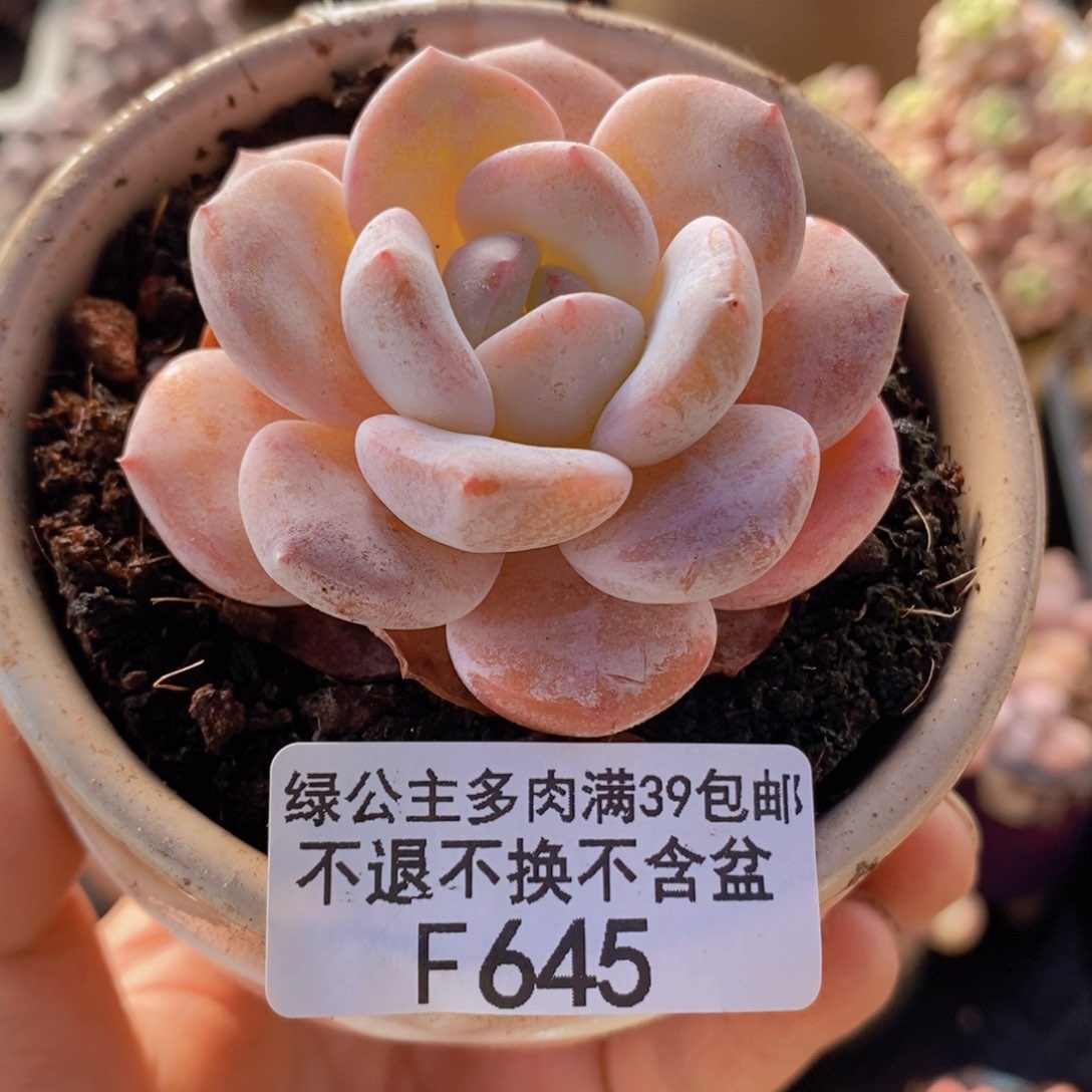 冰糕6cm645多肉植物