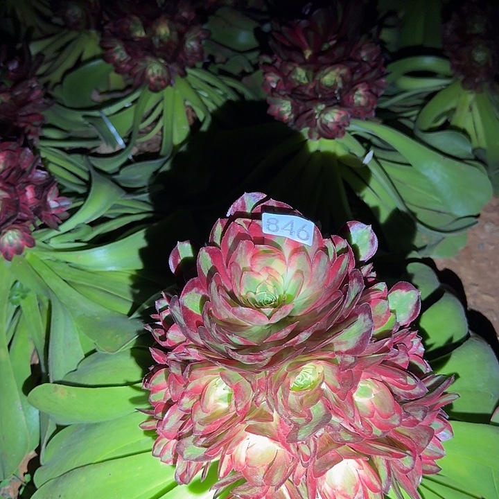 多肉法师拉菲皇后