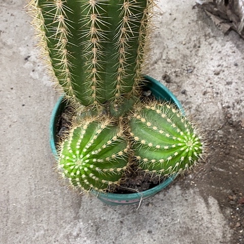 带2侧牙母本毛花，孤品长徒