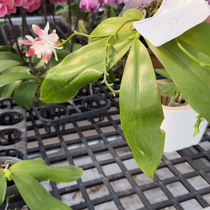 乐***乐大部分开放少量花苞32