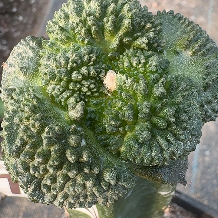 无花朵大尤哥怒746