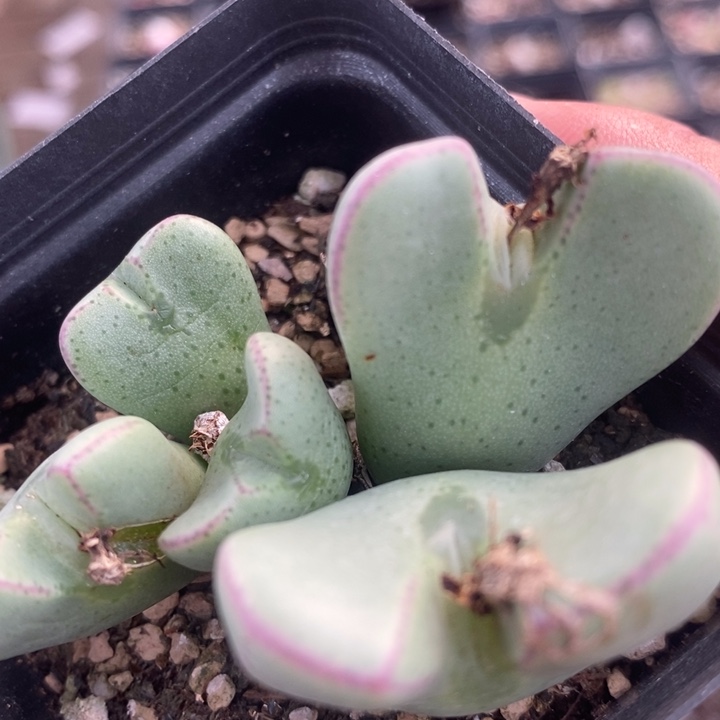 2370一盒少将一盒