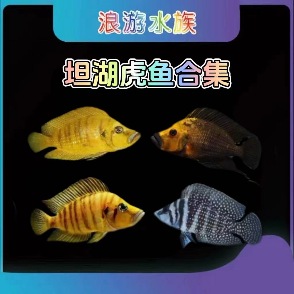 三湖坦鲷虎黄金虎金头虎黑喷虎黄喷虎柠檬虎观赏鱼热带鱼好养活