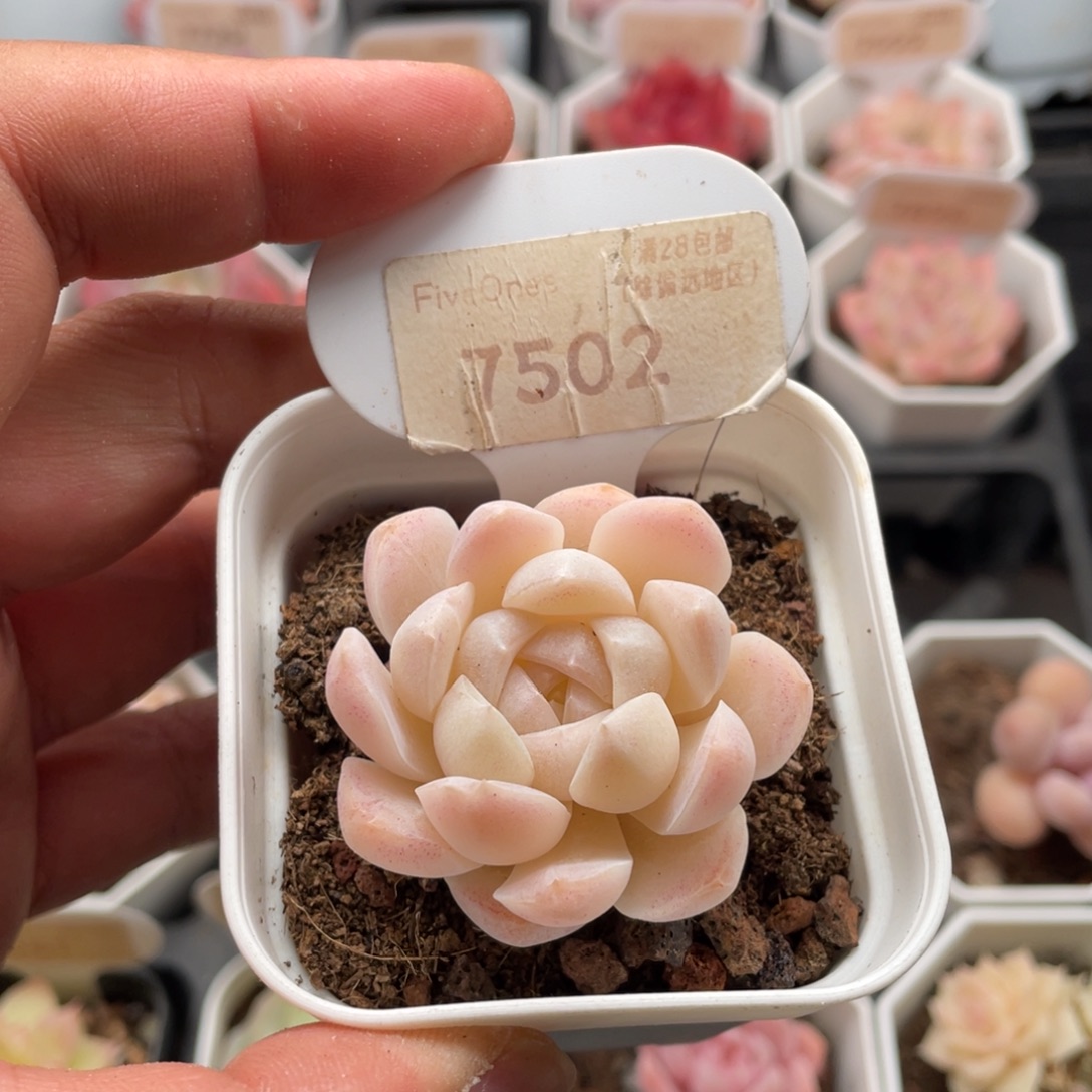 白桃汽水7502-4.5厘米