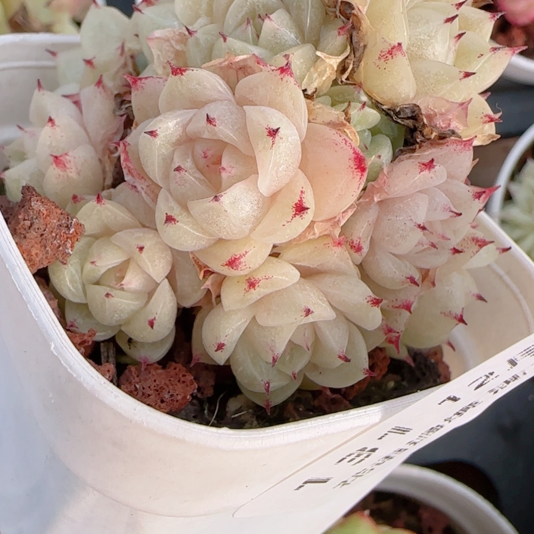 W***7花语多肉1214-131散