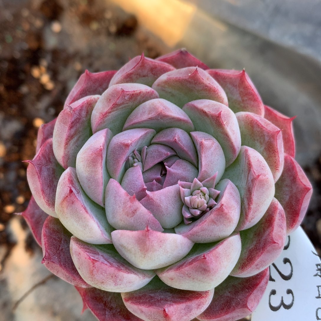 8231杂交多肉老桩