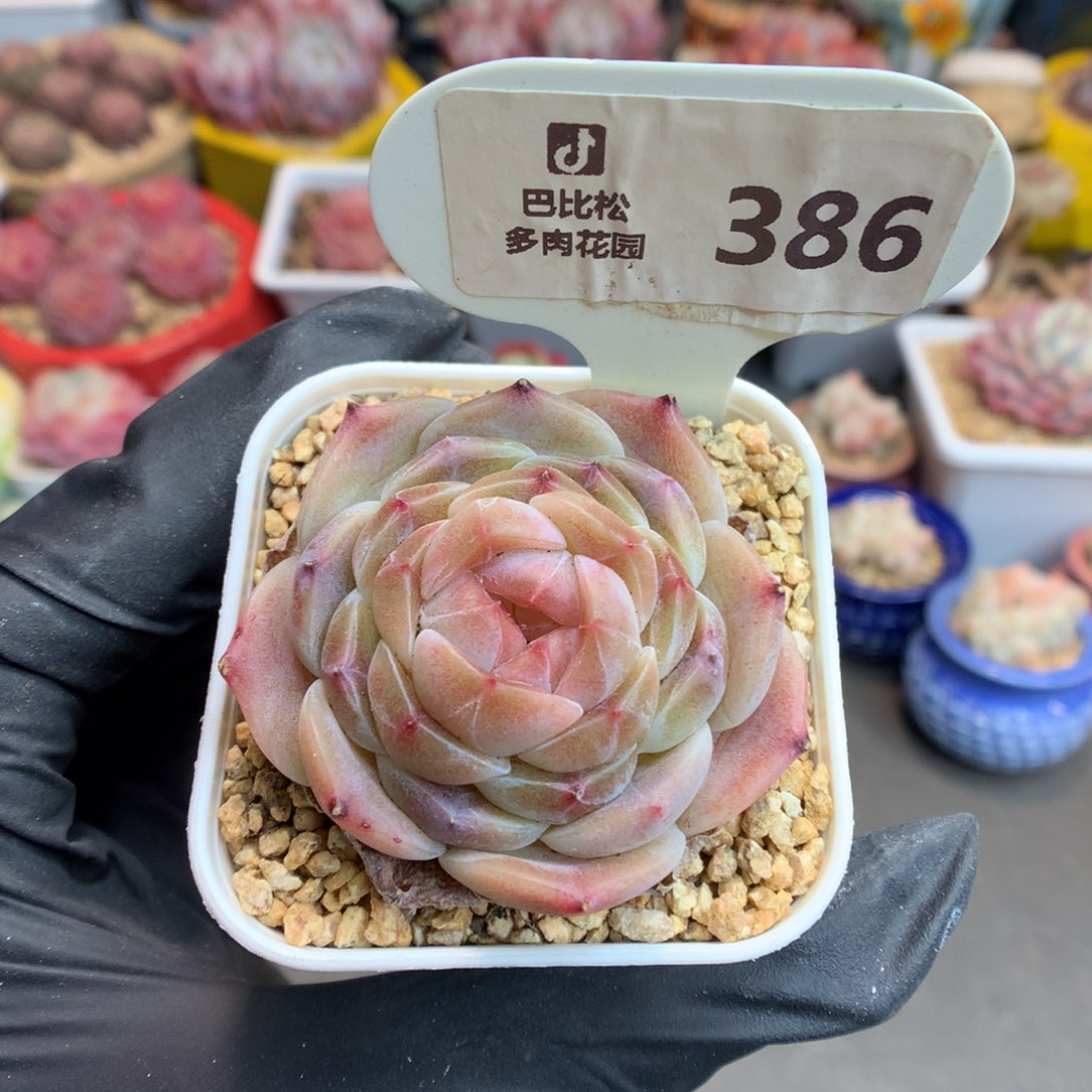 386 优选冰魄多肉