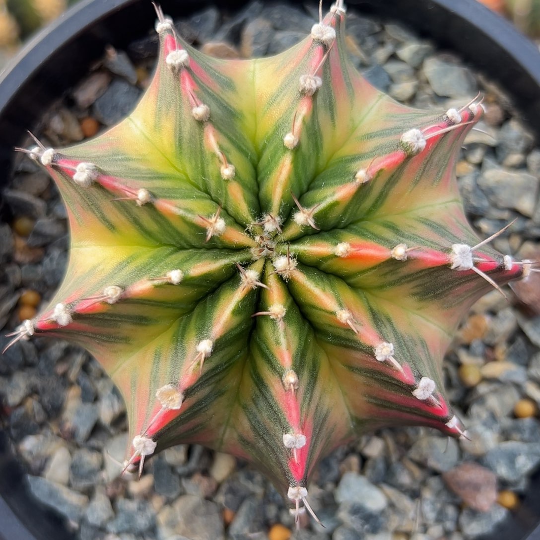 完全开放牡丹锦ggggggg