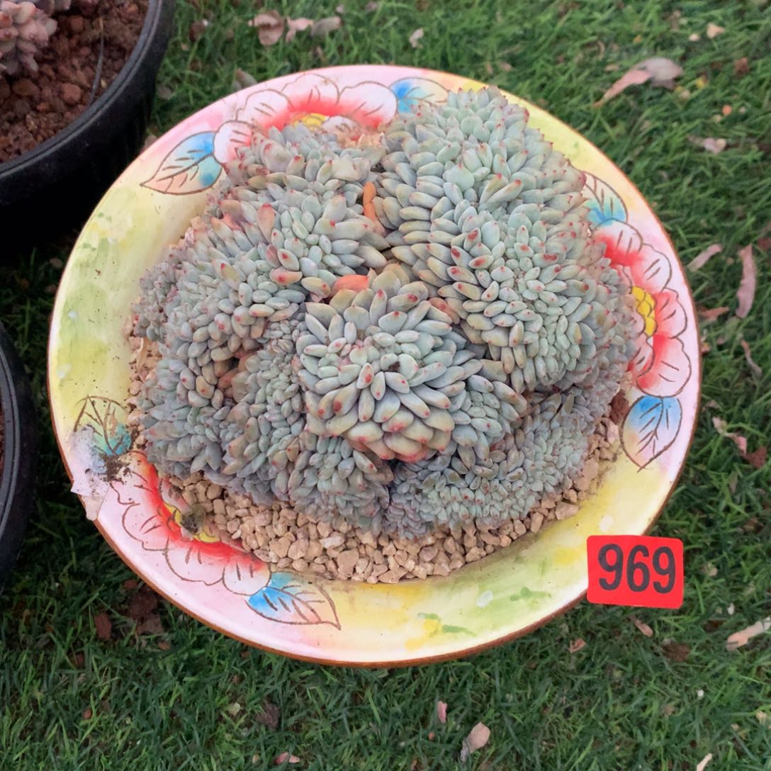 969橙子1111111111111