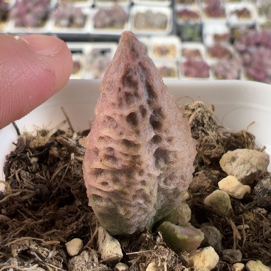 倒刺多肉水泡植物