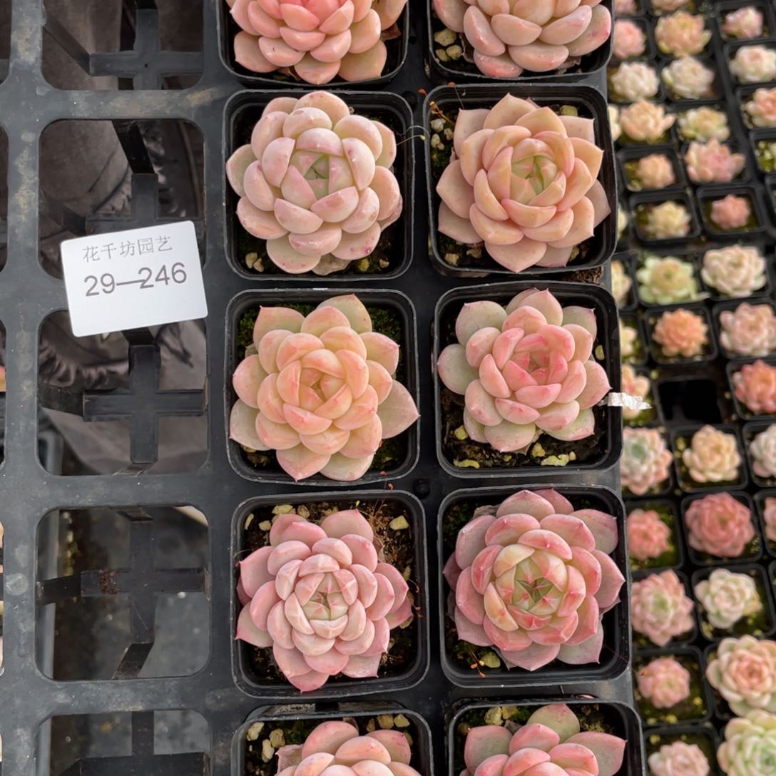 一物一拍10棵29-247