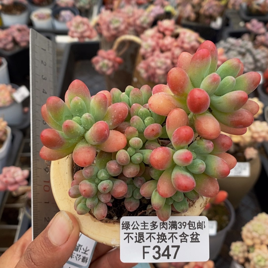 347派大星多肉6cm