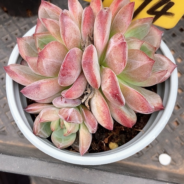 多肉植物夜魔侠群1094