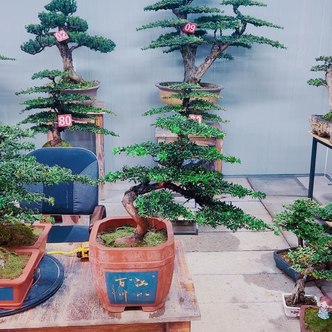 无花朵红芽珍珠罗汉松