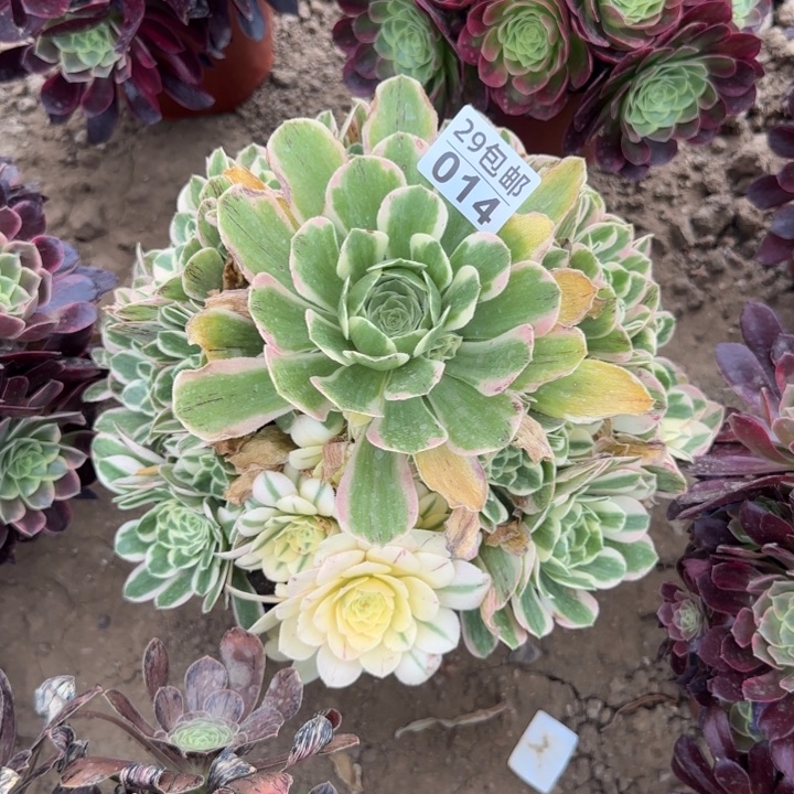 迈巴赫……多肉植物