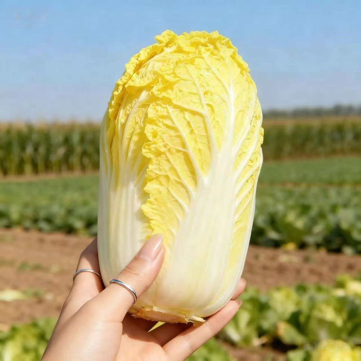（佳佳）代收优质整颗大白菜娃娃菜