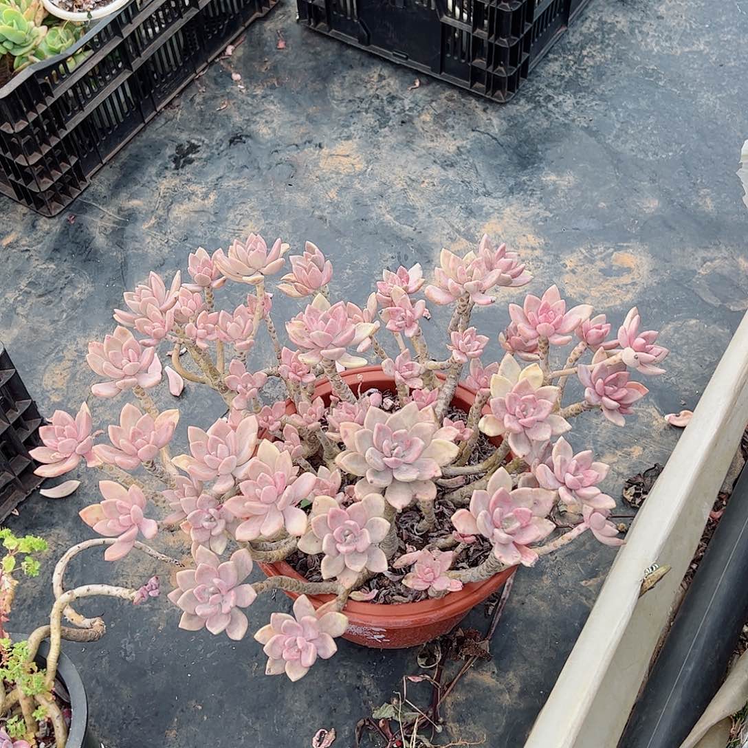 鑫*超级无敌大冬美人老桩