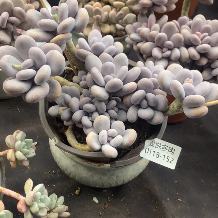 夏悦多肉0118-152鸡蛋奶酪