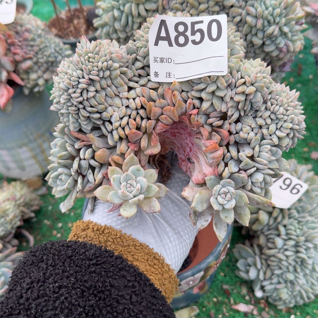 有朵有缀呀呀呀呀