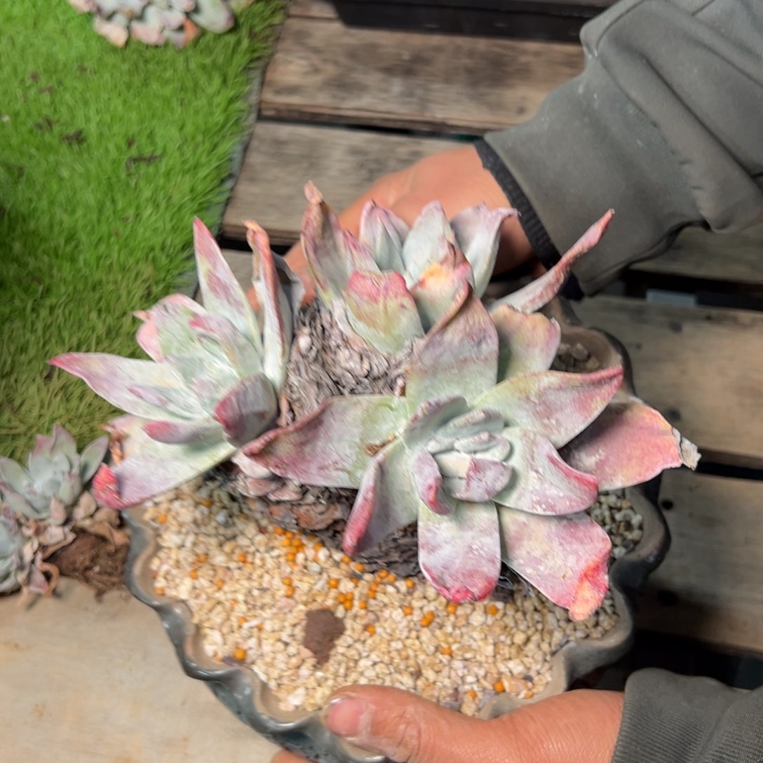 9128普西三头福利