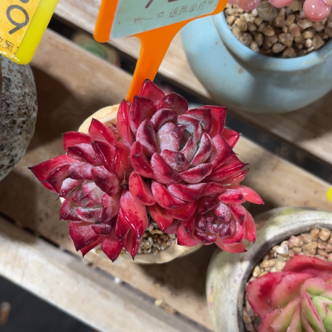 余****云尘多肉一物一拍不含盆920