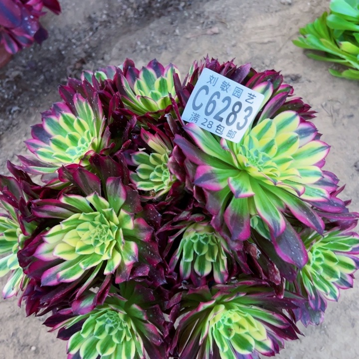 天和多肉植物法师6283