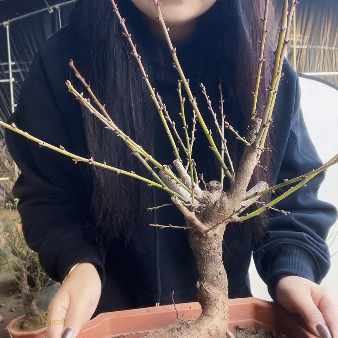 有机玻璃M****布