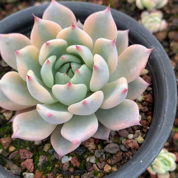 阿***乐福娃锦单头一物一拍