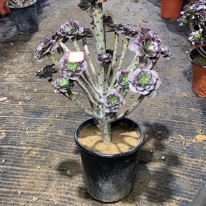 20，圆叶红酒杯多肉法师