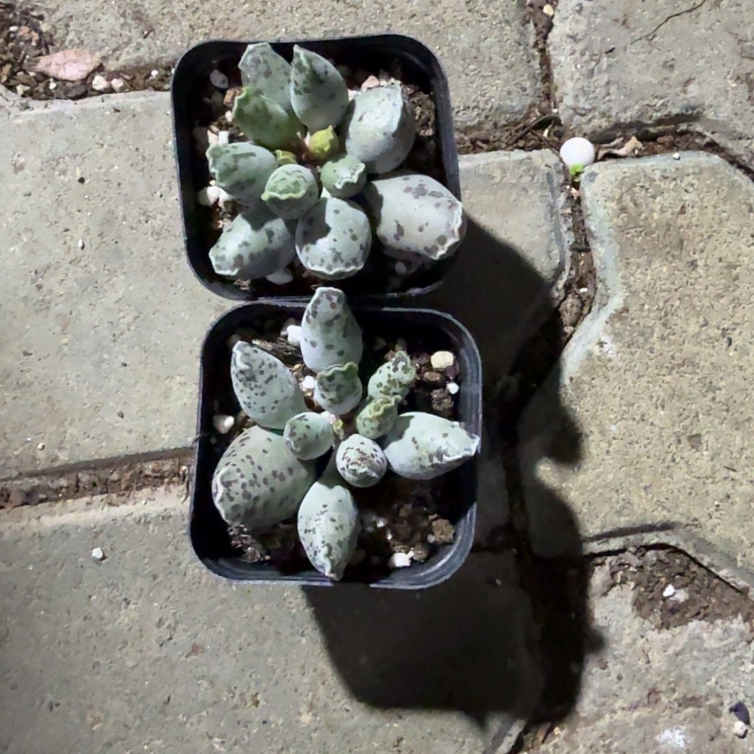 海豹多肉植物精品