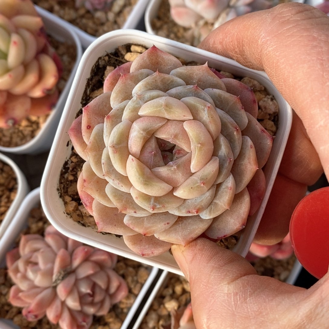 精品多肉一物一拍不包整96