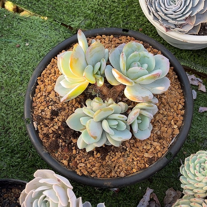 完全开放韩版奶茶