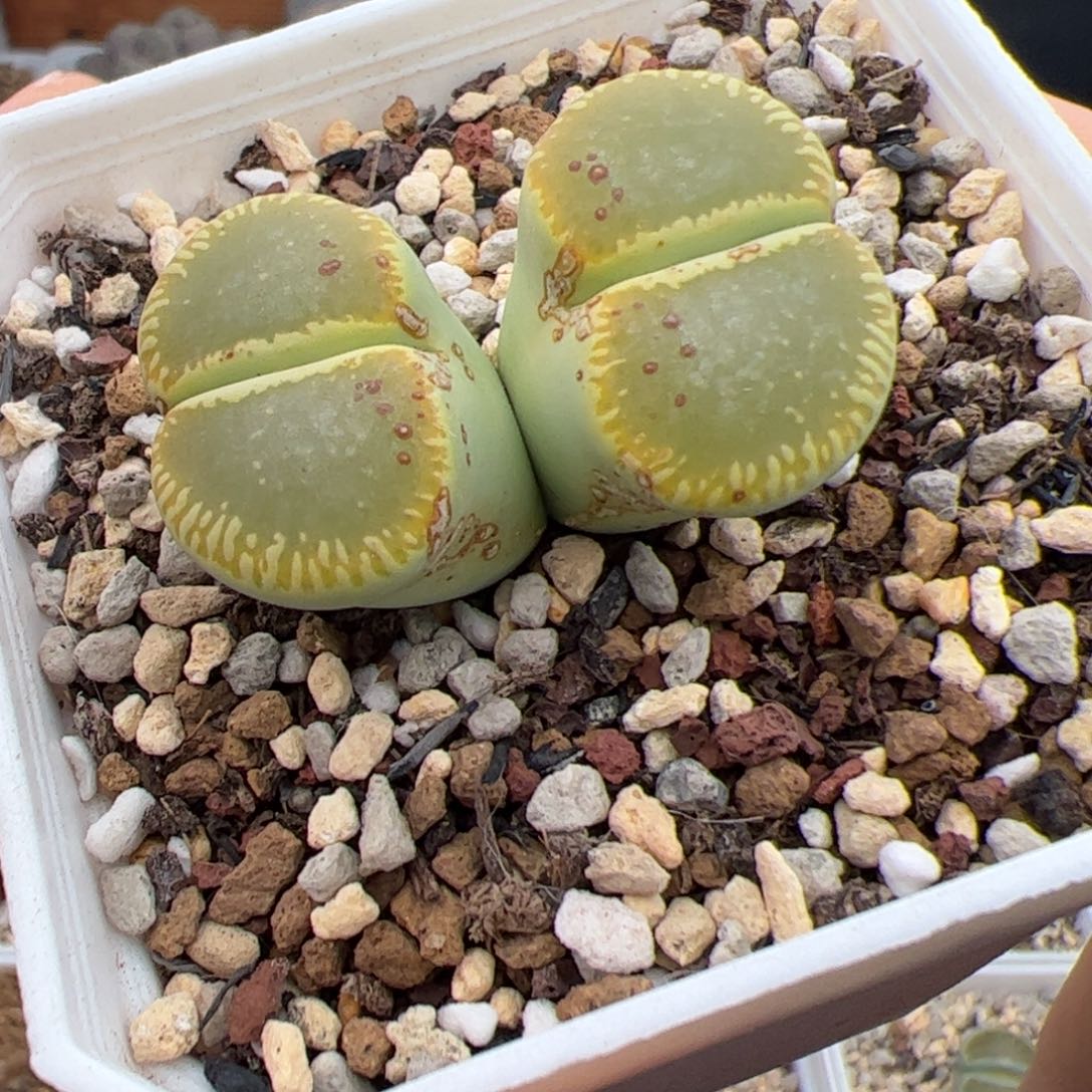 沉***默绿光阳多肉植物多肉植物