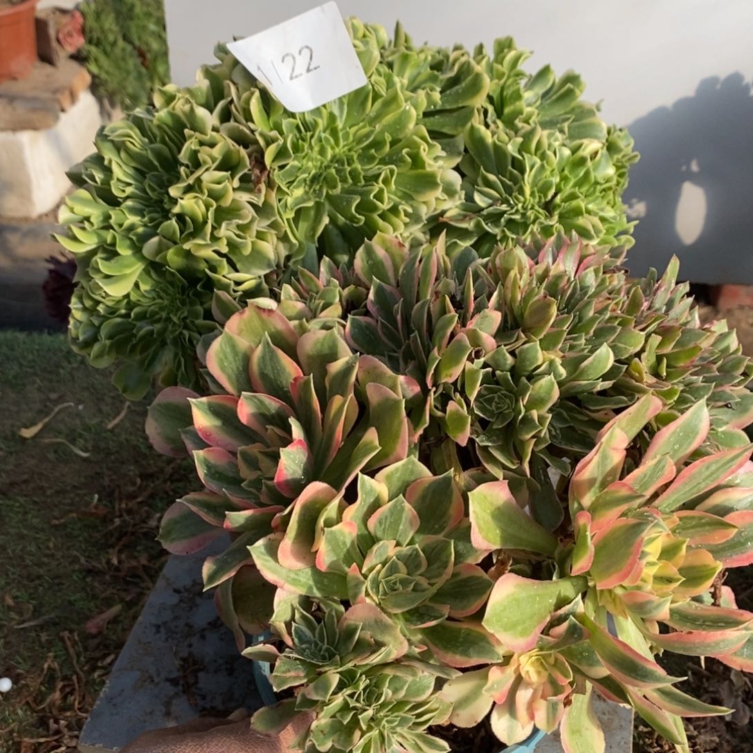 不开花植物1122号绿豆沙➕女神1颗多肉