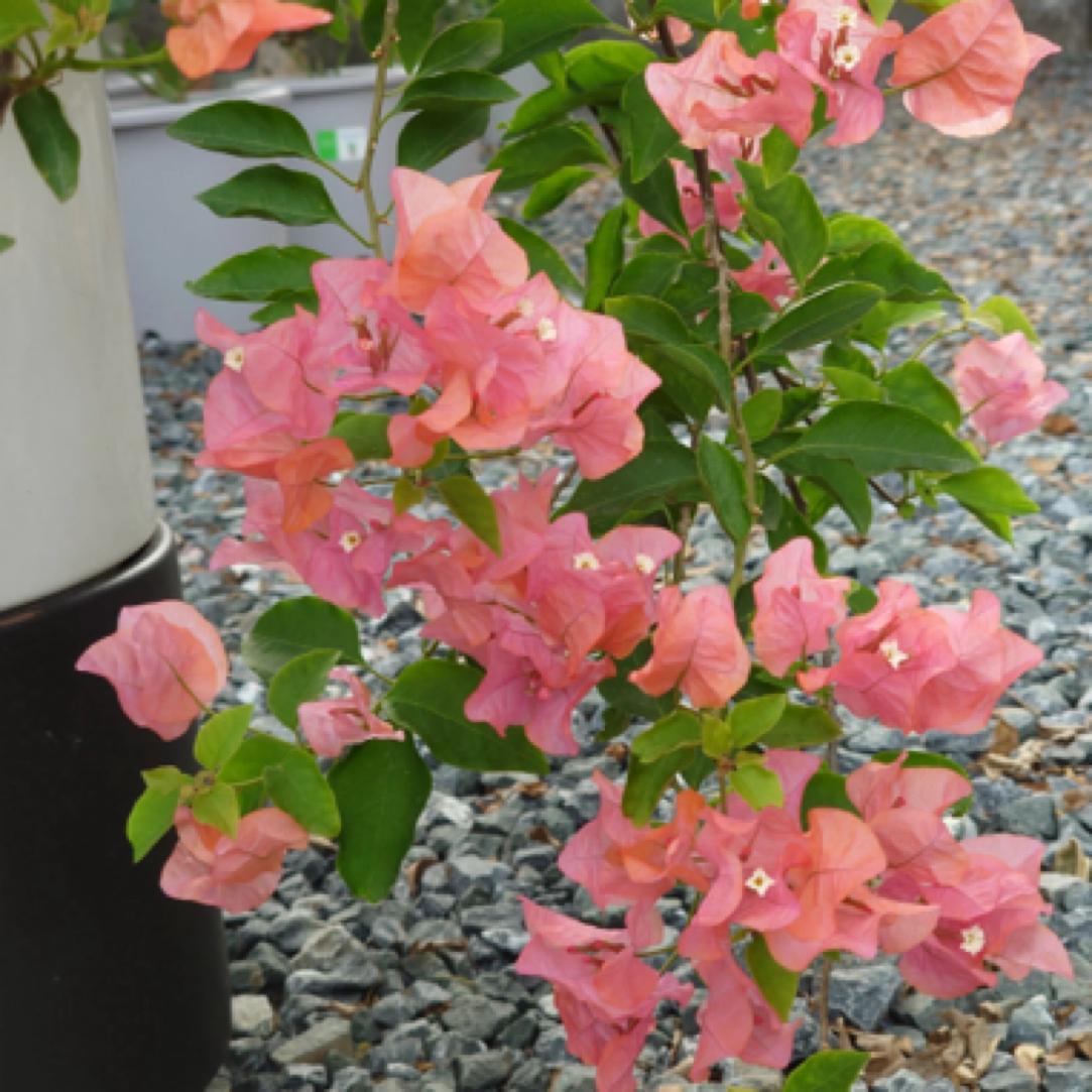 森朴【阿奴娜】原生扦插袋苗三角梅（包对版不包售后）