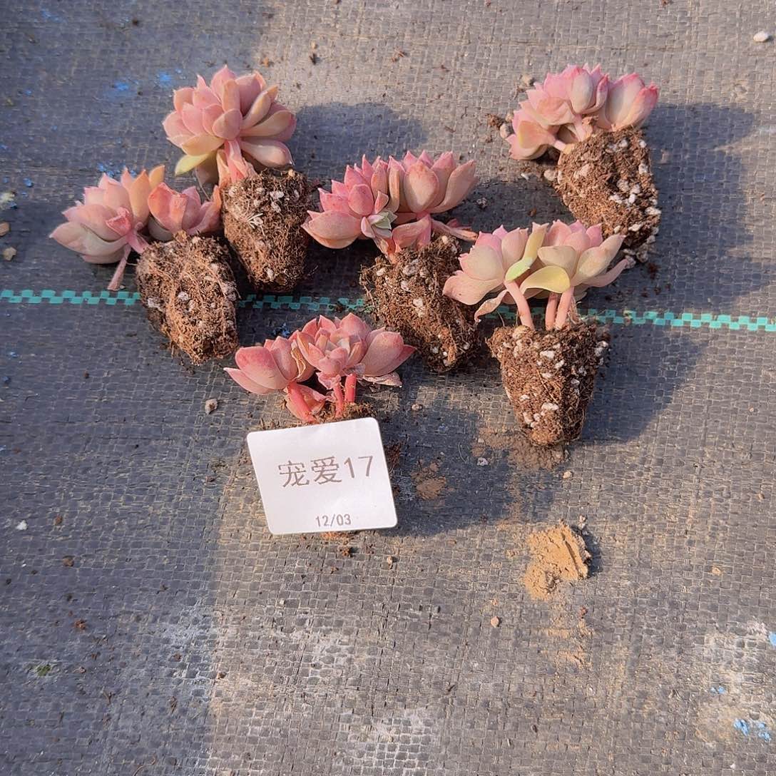 17 直播福利一物一拍