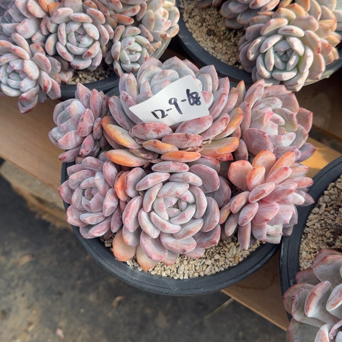 卷***卷12-9-68静好多肉园艺