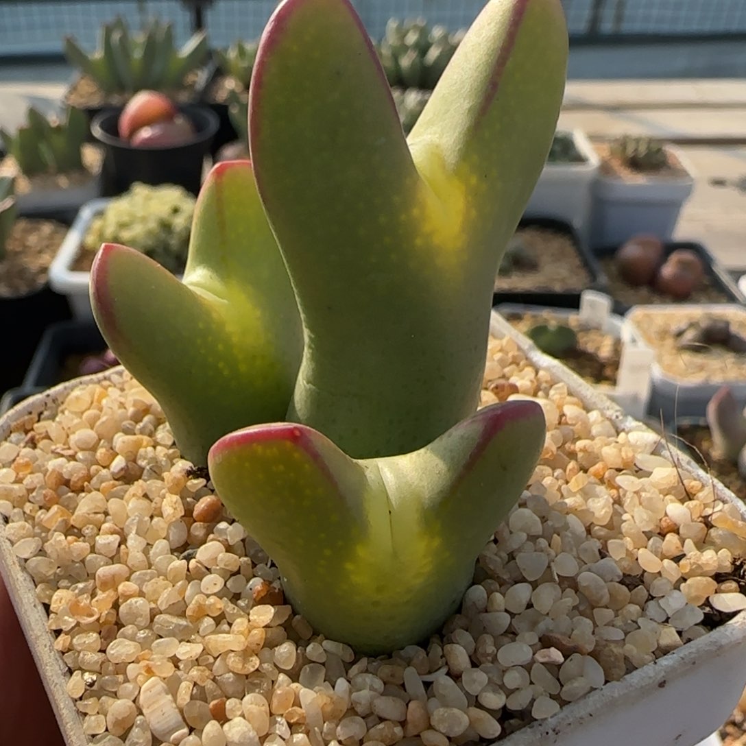 新年快乐多肉送福55号