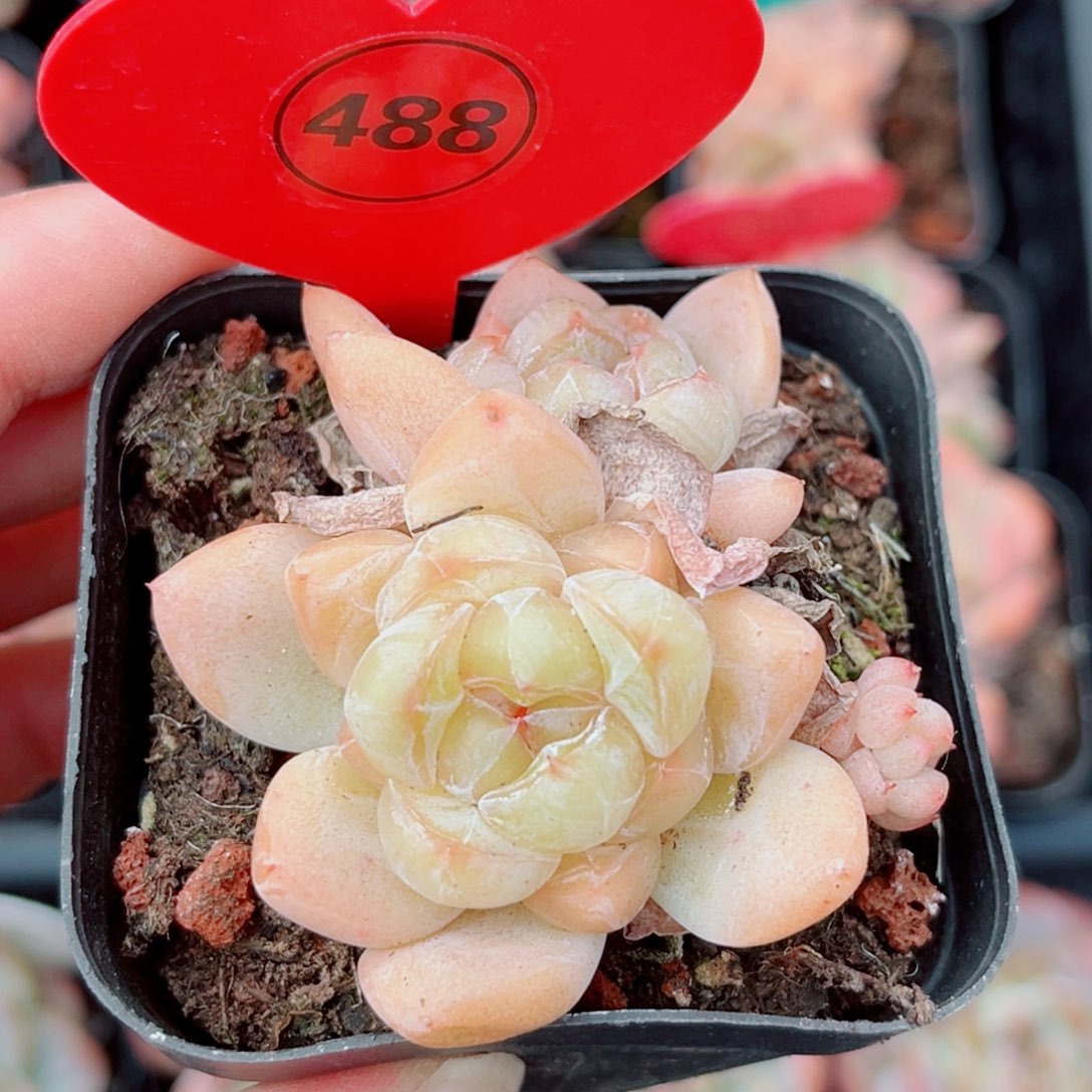 风靡园艺糖心双头